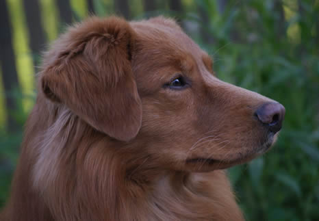 toller-ruede-mogwai-portrait